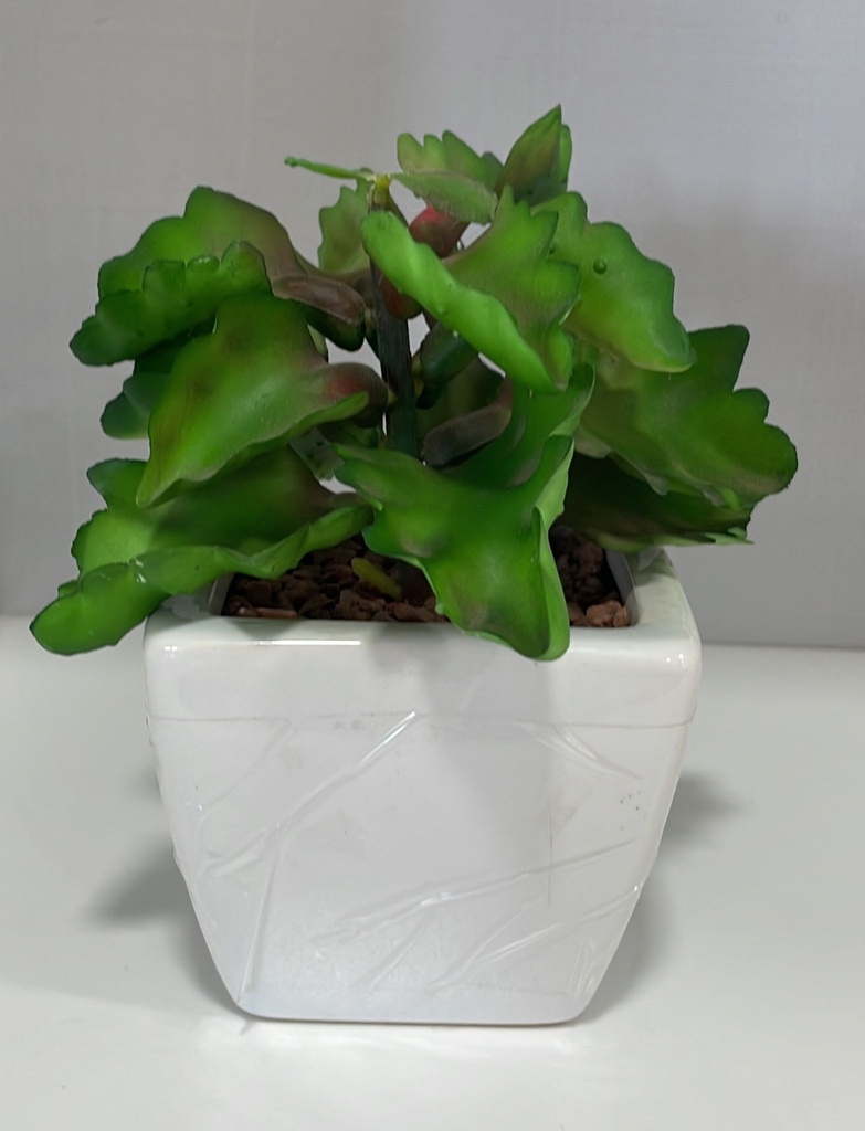 Maceta con Cactus