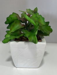 [MACETACACTUS] Maceta con Cactus